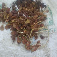 کشمش درجه دو