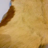 پادری پست طبیعی بز اذربایجان|پادری|تهران, کیانشهر|دیوار