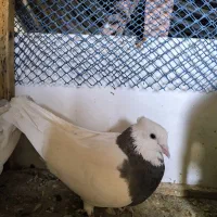 کبوتر فروشی