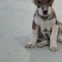 توله نرو ماده|سگ|تهران, تهرانپارس غربی|دیوار