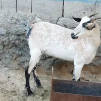 کهره و بره|حیوانات مزرعه|قشم, |دیوار