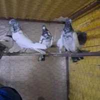 کفتر یک نسل کبوتر|پرنده|قرچک, زیبا شهر|دیوار