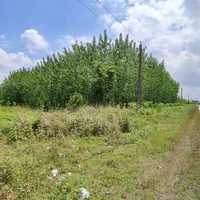 ۸۰۰متر زمین باغی/بر اصلی جاده کُلسر/به شرط سند|فروش زمین و ملک کلنگی|صومعه‌سرا, |دیوار