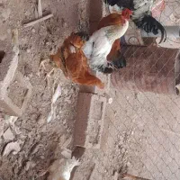 مرغ