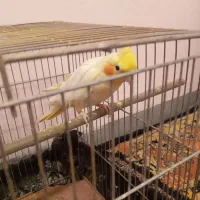 عروس هلندی ماده|پرنده|همدان, |دیوار