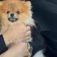 فروش پامر خرسی جذاب|سگ|اردبیل, |دیوار