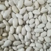 لوبیا سفید|خوردنی و آشامیدنی|داران, |دیوار
