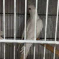 عروس آلبینو مولد|پرنده|اهواز, سپیدار|دیوار