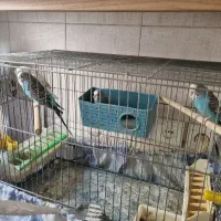 مرغ عشق با دوتا جوجه ها ش