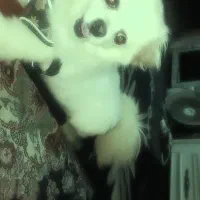 سگ  پامرماده|سگ|گرگان, |دیوار