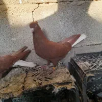 دم سفید|پرنده|مسجد سلیمان, |دیوار