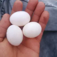 تخم کبوتر