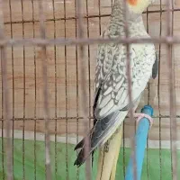 عروس هلندی مرواریدی سخنگو