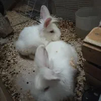 لوپ ماده باردار