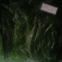 سبزی آماده تازه