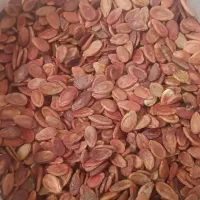 تخمه هندوانه محلی