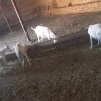 فروش ۳  راس بز سانن