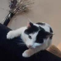 بچه گربه 4 ماهه