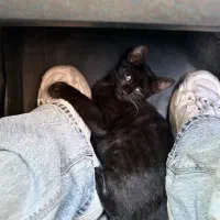 واگذاری گربه|گربه|سنندج, |دیوار