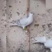 کفتر یال افشون