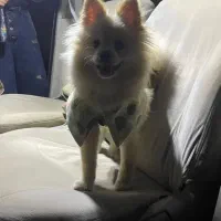 پامرنرشرایط نگهداری ندارم|سگ|قائمشهر, |دیوار