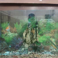 اکواریوم|ماهی|سوسنگرد, |دیوار