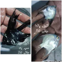 بزرگترین مرکز تخصصی و حرفه ای ماهی و آکواریوم|ماهی|زابل, |دیوار