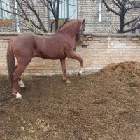 اسب نریان ۶ ساله و نریان ۵ ساله و اخته