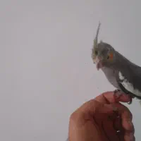 جوجه ۴ماهه نر دستی