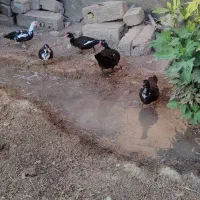 اردک روسی|حیوانات مزرعه|حمیدیه, |دیوار