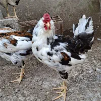 فروش خروس گلین
