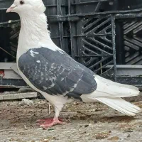 ماده پشت