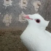 دم‌سیاه کلاهی