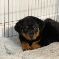 توله روتوایلر ماده