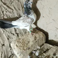 کبوتر سوسکی