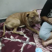 سگ پیت بول نر8ماهه اصیل