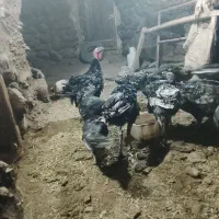 بوقلمون نر ماده دم تخم گذاری در روستا بزرگ شدن|حیوانات مزرعه|باسمنج, |دیوار