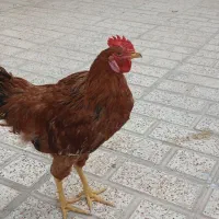 یه عدد خروس سالم و سرحال