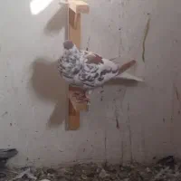 ساده و سرخ کرمونی|پرنده|مشهد, رده|دیوار