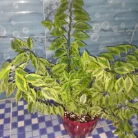 گل وگیاه|گل و گیاه طبیعی|اصفهان, عاشق‌آباد|دیوار