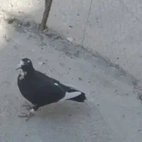 نرماده پلنگ