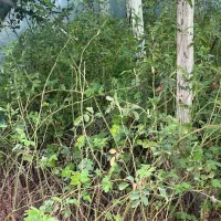 نهال دوساله گل محمدی نژاد کاشان پر بار عطری|گل و گیاه طبیعی|شیراز, شهرک جماران|دیوار