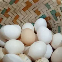 تخم مرغ محلی نطفه دار