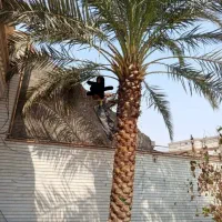 بریدن نخل و درخت قطع نخل حرس نخل سمپاشی نخل|خدمات باغبانی و درختکاری|اهواز, شهرک نفت|دیوار