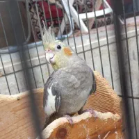 فروش ۴ عدد عروس هلندی نر بالغ|پرنده|بندر انزلی, تهران|دیوار