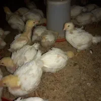 جوجه گوشتی راس ۱۳روزه واکسن خورده تضمینی مرغداری|حیوانات مزرعه|فرمهین, |دیوار