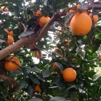 فروش پرتقال تامسون و خونی