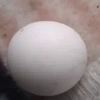 سنگ اسیاب اصل