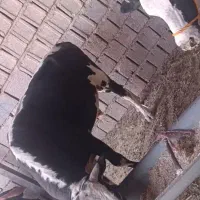 گاو نر|حیوانات مزرعه|دزفول, |دیوار
