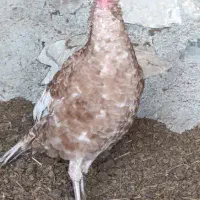 بوقلمون ماده